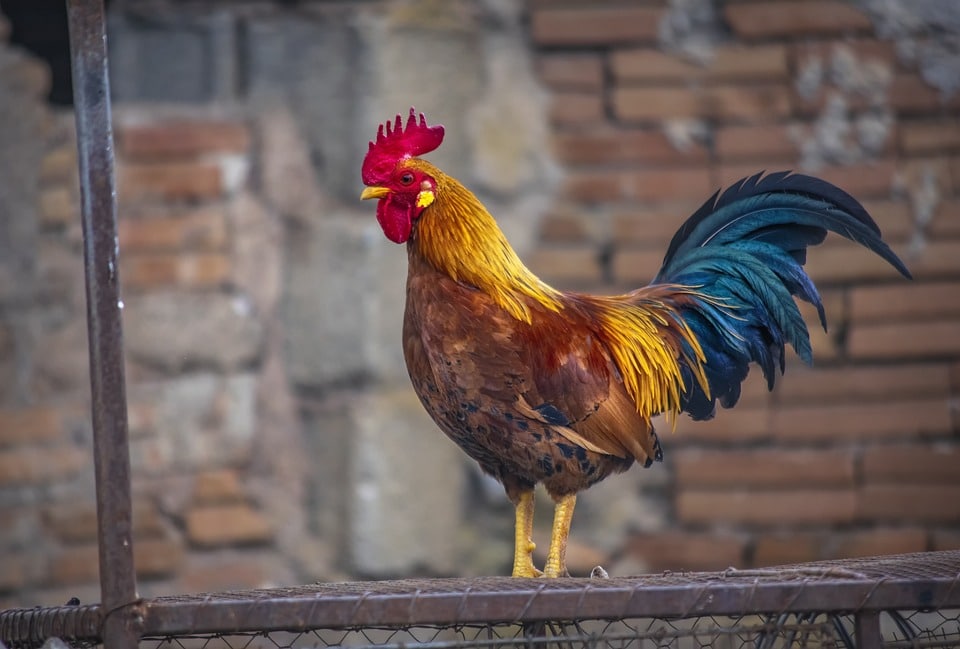 La Fao Prev Una Nueva Crisis De Gripe Aviar En