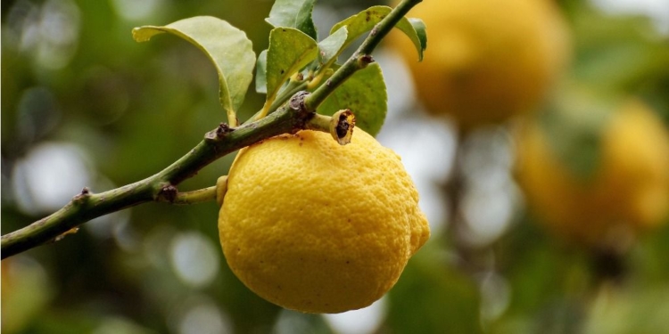 Argentina vuelve a exportar limones a Brasil después de casi nueve años / Foto: Pixabay