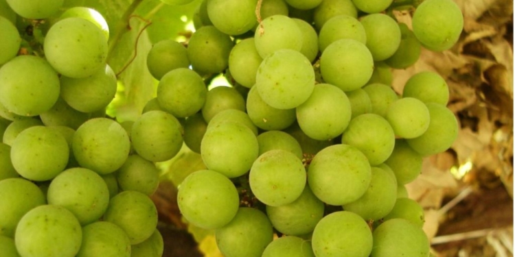 Chile uvas