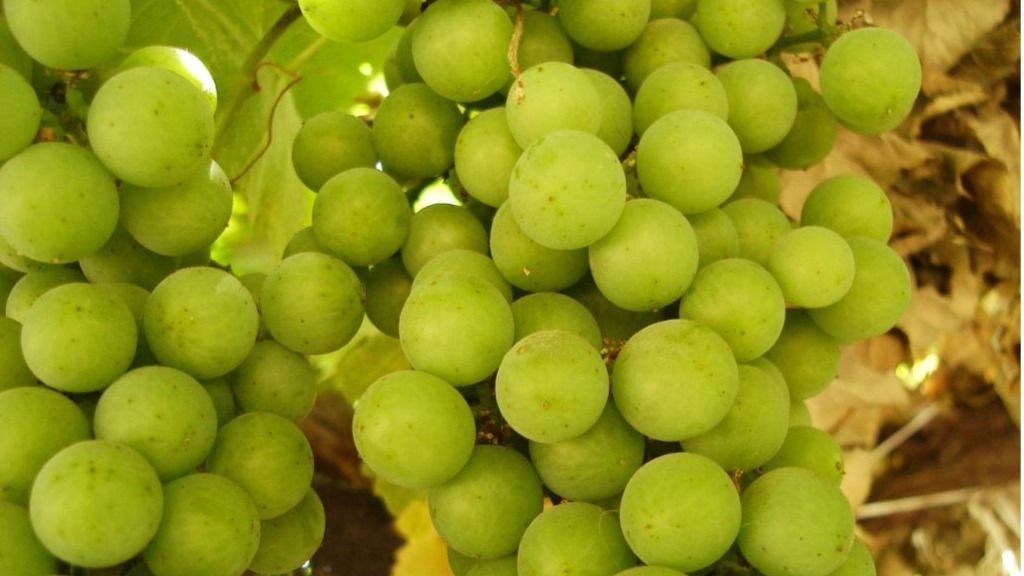Chile uvas
