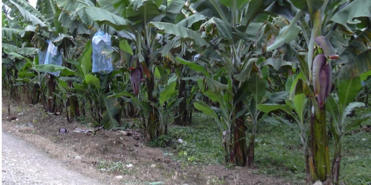 El cambio climático podría afectar severamente a la agricultura de América Latina / Foto: Secretaria de Agricultura de Brasil