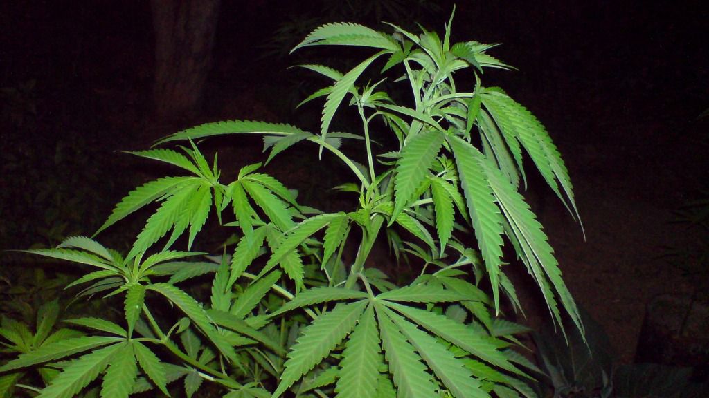 Uruguay duplica la venta de marihuana dos semanas después de su legalización / Pixabay: zarnevis