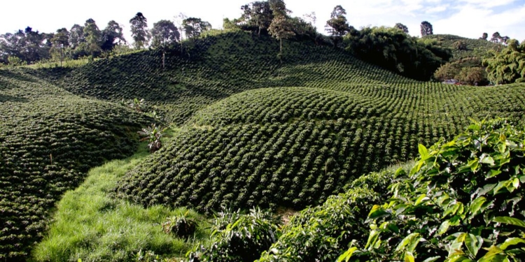 Cafetal Colombia