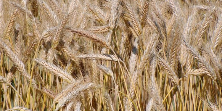 Triticale