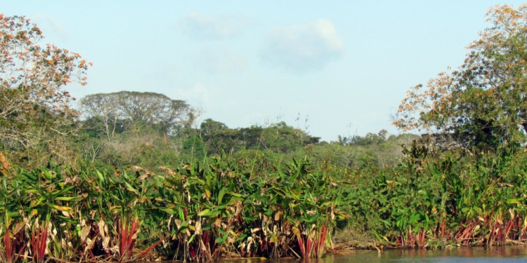 Costa Rica apuesta por los humedales para reavivar el turismo / Flickr: David Berkowitz