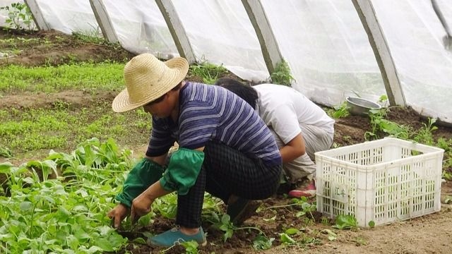 Aumenta en empleo agrícola entre los inmigrantes / Fixbay: Jing.