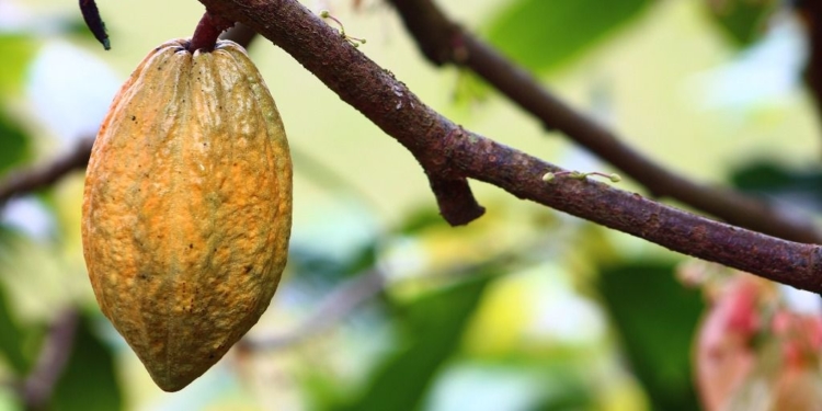 Cacao