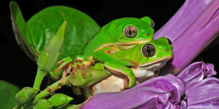 Estas camaleónicas ranas se encuentran en el desierto semiárido de Brasil / Foto: Carlos Jared