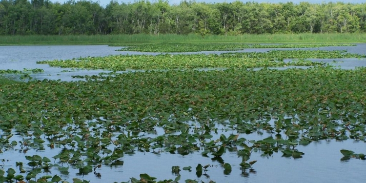 Multan a Nicaragua con 379.000 dólares que deberá pagar a Costa Rica por daño ambiental / Foto: Pxhere