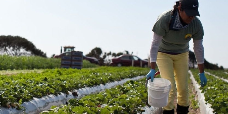 La apuesta de Idai Nature por la agricultura ecológica vino antes de que se pusiera de moda / Foto: Alba Organics