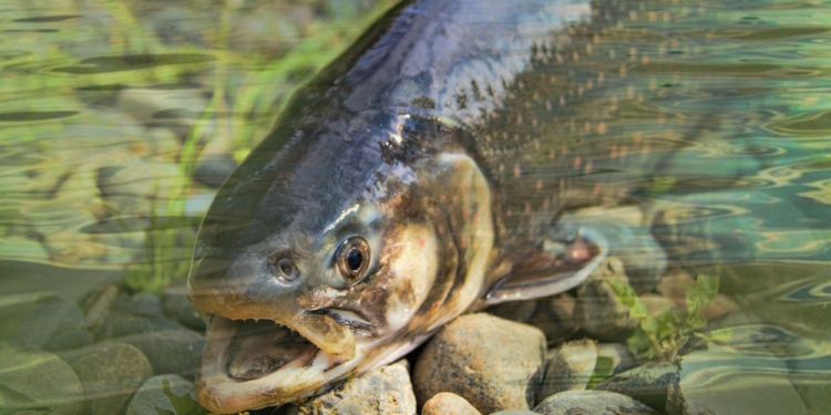 La industria salmonera está en auge tras la crisis de 2016 / Foto: PxHere