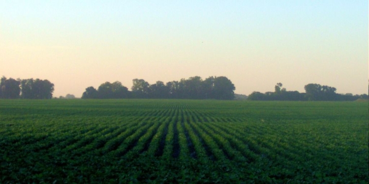 La agricultura en Latinoamérica es una de las más poderosas del mundo / Foto: Wikimedia