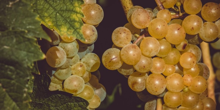 En España en Nochevieja se toman las 12 uvas / Foto: Pixabay