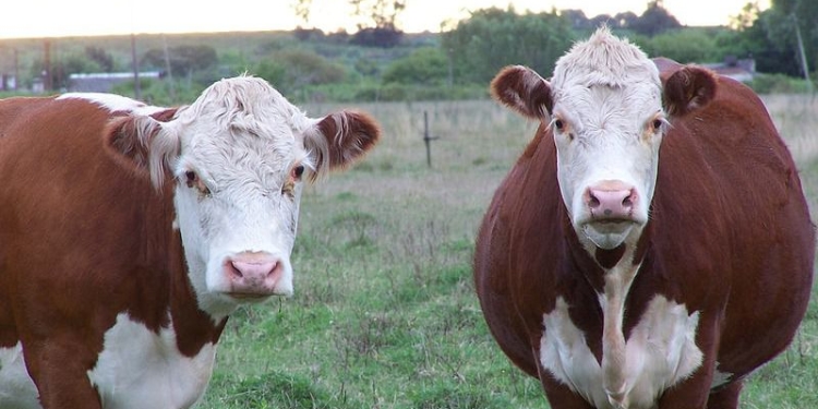 La carne bovina de Uruguay volvió a Japón / Foto: Lux Valens