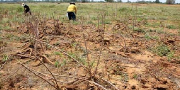 Fedeagro advierte que “la agricultura está al borde de un colapso definitivo” / Foto: WC