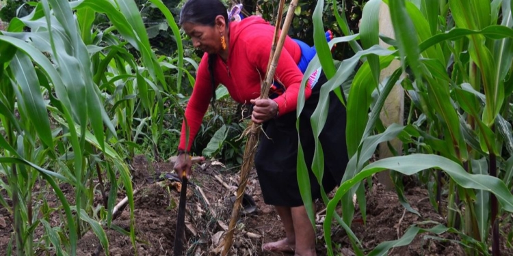 Varios indicadores llevarán a Latinoamérica a niveles de la década pasada / Foto: FAO