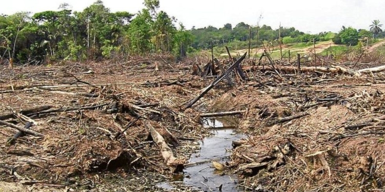 Colombia perdió más de 110.000 hectáreas de bosque en 2019 / Foto: Colombia Reports