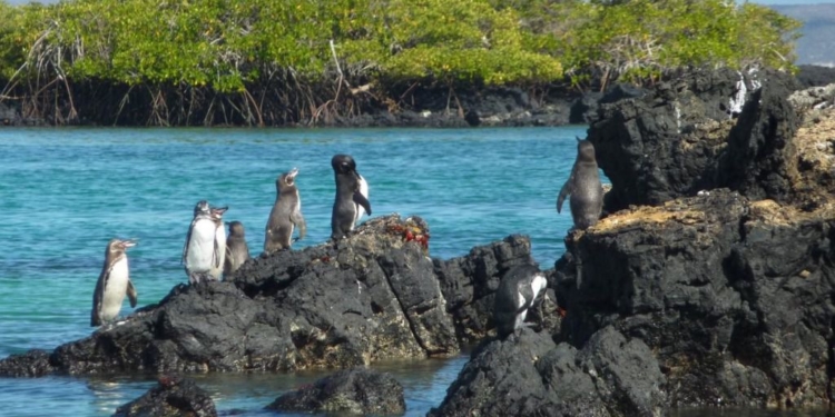 América Latina es la región del mundo más golpeada por el cambio climático / Foto: Pixabay