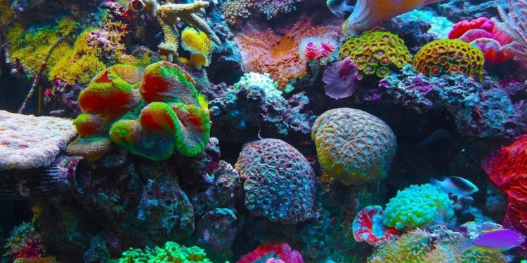 Los arrecifes de coral se están blanqueando de forma acelerada / Foto: Pixabay