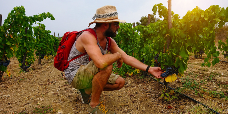 Pablo Quiroga va de país en país escudriñando viñas y sabores orgánicos / Foto: Cortesía