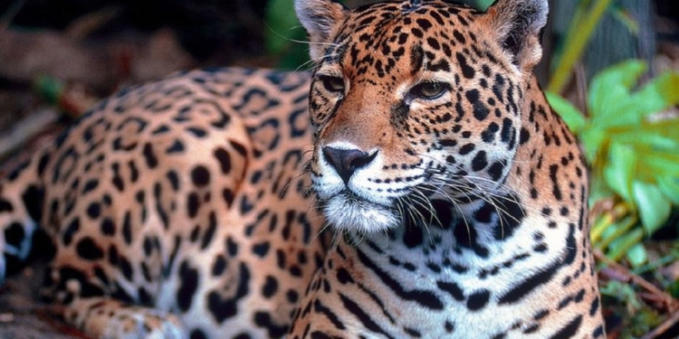 En América Latina el jaguar se encuentra en peligro de extinción / Foto: Pixabay