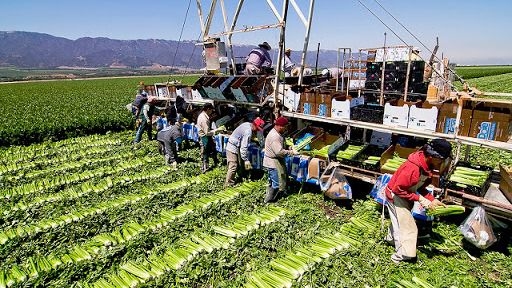 El costo humanitario en Latinoamérica ha sido más grande que en Asia y África / Foto: FAO