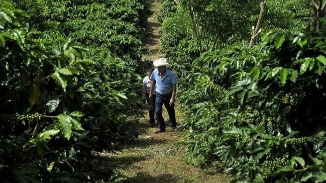 América Latina produce alimentos que serán claves para paliar hambrunas / Foto: WC