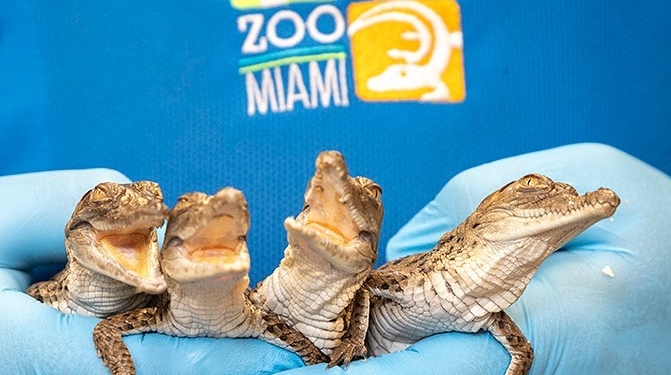 La idea del Zoo es ponerlos prontos en libertad / Foto: Zoo de Miami