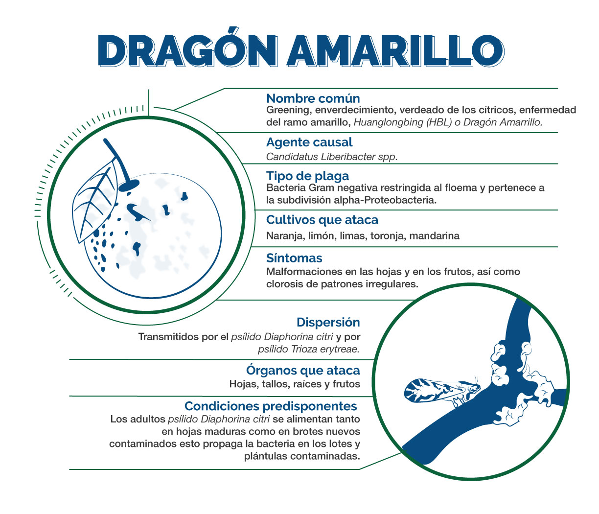 "Dragón amarillo", la grave enfermedad que afecta a las plantaciones de frutos cítricos en Venezuela