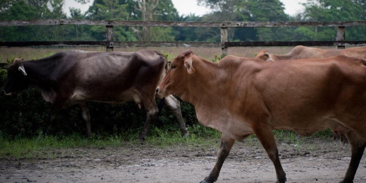 Consumo de carne en Venezuela subió 2 kilos por persona en 2021, según gremio