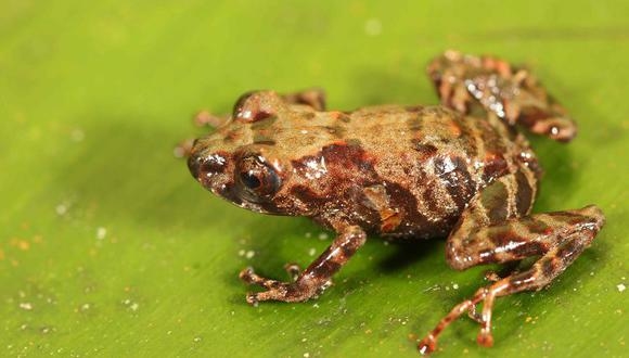 La rana, bautizada con el nombre científico de Pristimantis paulpittmani. EFE