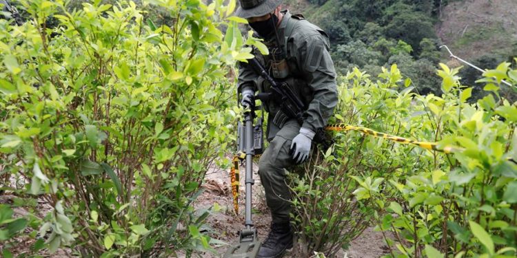 Miembros de la Policía de Colombia buscan explosivos enterrados durante una jornada de erradicación de cultivos ilícitos en zona rural de San Pablo, sur del departamento de Bolívar (Colombia). EFE/ Carlos Ortega
 /Archivo