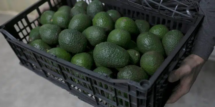 Aguacate mexicano, contra las cuerdas en EE.UU. tras inseguridad en Michoacán