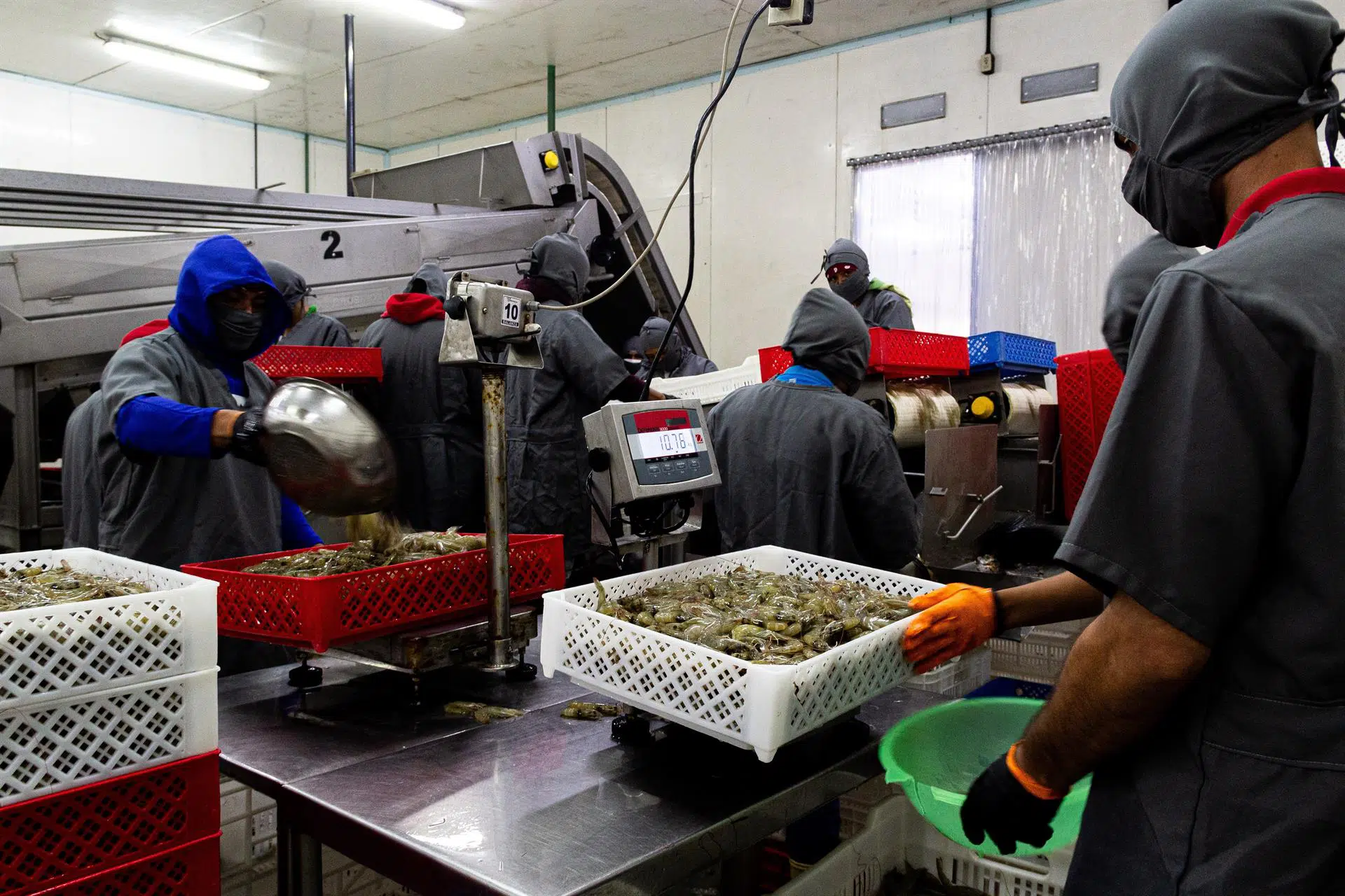 El lago venezolano de Maracaibo, de producir petróleo a camarones