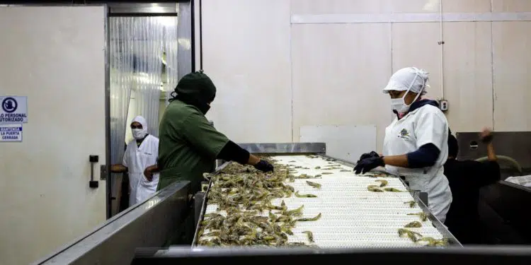 El lago venezolano de Maracaibo, de producir petróleo a camarones