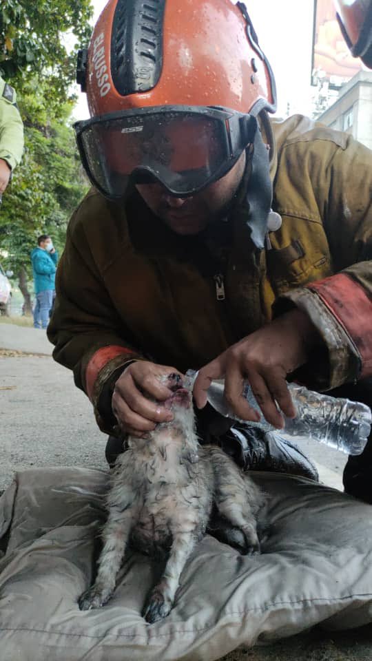 En fotos y video: Rescatan a un perro del incendio en Cine Citta 