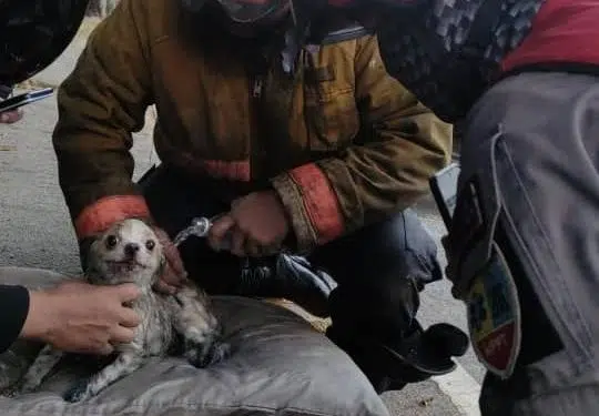 En fotos y video: Rescatan a un perro del incendio en Cine Citta