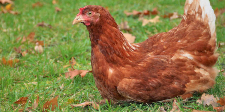 Condenan a un año de prisión a hombre en Paraguay por abusar de una gallina
