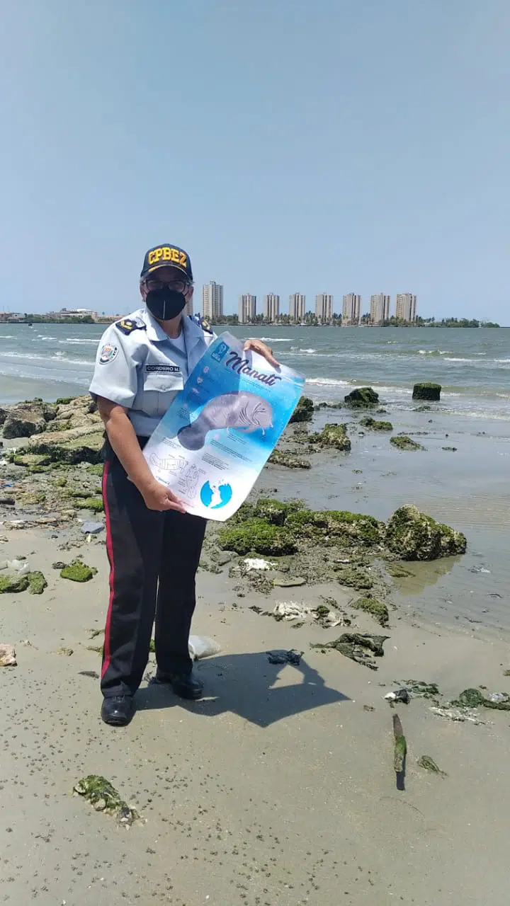 Avistan un grupo de manatíes en el Lago de Maracaibo (+fotos y video)