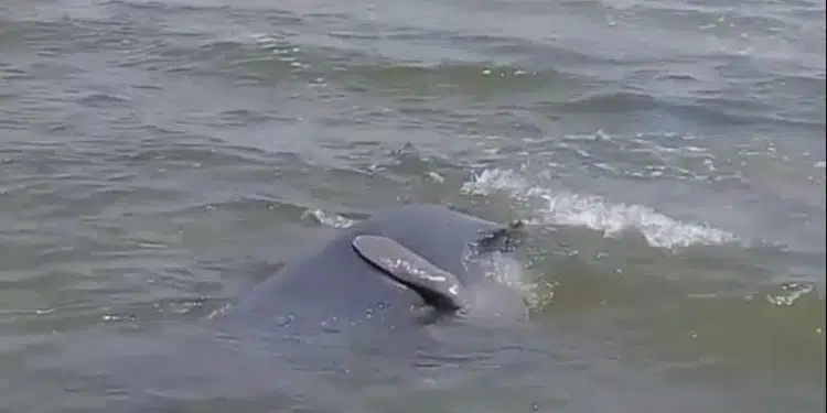 Avistan un grupo de manatíes en el Lago de Maracaibo (+fotos y video)