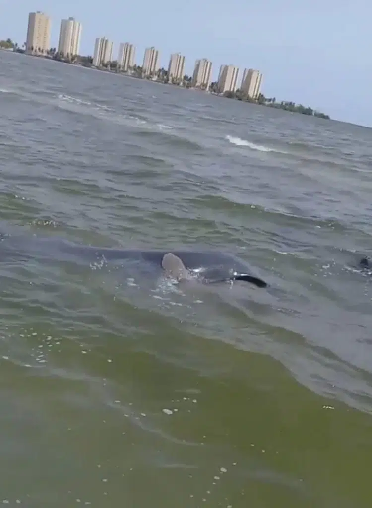 Avistan un grupo de manatíes en el Lago de Maracaibo (+fotos y video)