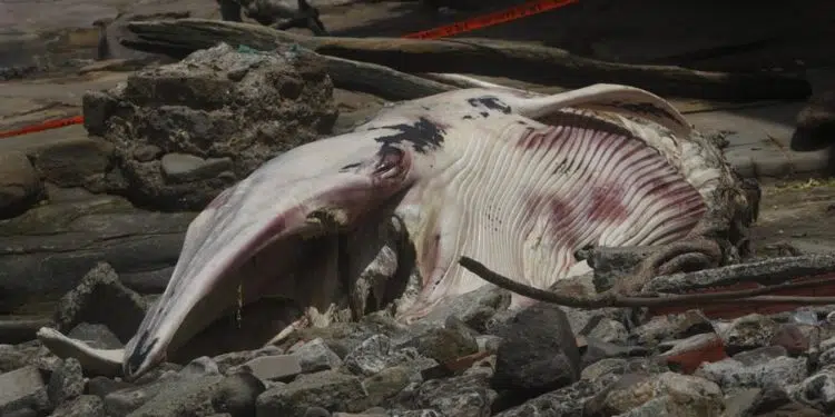 Ballena muerta