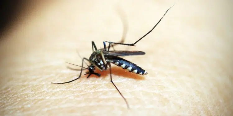 dengue