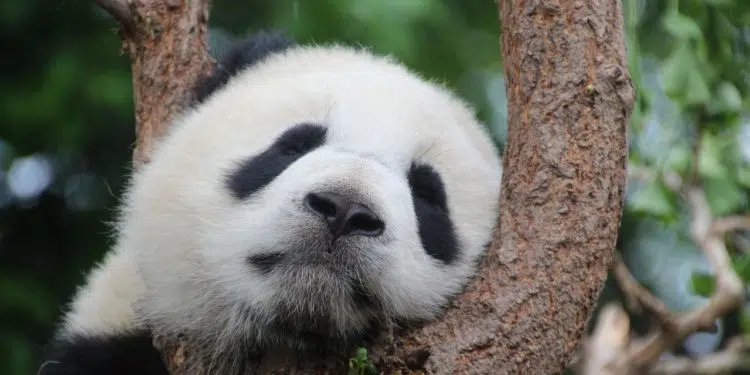 panda