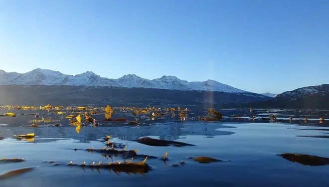 Los bosques de algas de la Patagonia (Imagen de archivo). Mauricio Palacios / IDEAL/UACh