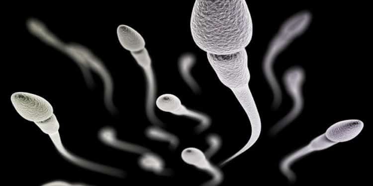 42151607 - cgi visualization of the sperm with (electronic microscope simulation) with focus effect (black version)