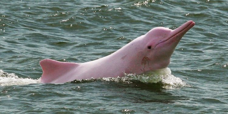 delfín rosado