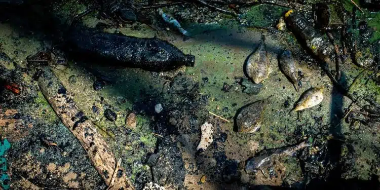 Fotografía de manchas de petroleo el 20 de octubre del 2022, en el Lago de Maracaibo (Venezuela). Las manchas negras de petróleo se mueven libres por las costas venezolanas, donde se han contabilizado este año 68 derrames, dejando una estela de destrucción que se abre paso en el mar y se convierte en una enfermedad crónica para la que nadie tiene cura. EFE/ Henry Chirinos