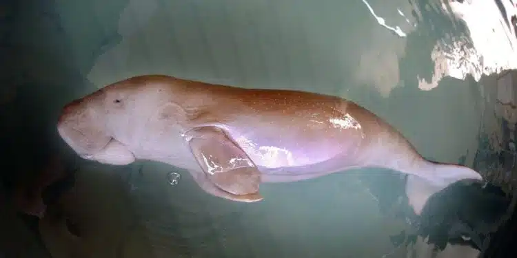 epa000356917 A baby dugong floats on its side in a tank at Sea World Friday 28 January 2005 after being found washed up on Fishermans Beach near Rockhampton, Gold Coast. The dugong was rescued by the Queensland Parks and Wildlife service and given over to Sea World to nurse it back to health. EPA/DAVE HUNT AUSTRALIA AND NEW ZEALAND OUT