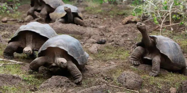 Galápagos